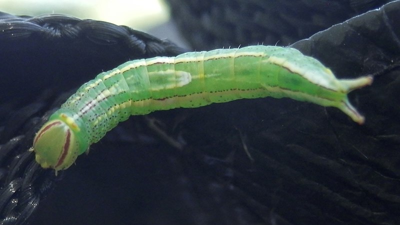 File:Saddled Prominent (Heterocampa guttivitta) Larva - Kitchener, Ontario 01.jpg