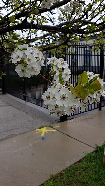 File:Sakura portrait.jpg