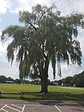 Thumbnail for File:Salix babylonica large mature tree 2.jpg