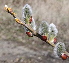 Sallow (Salix caprea) male.jpg