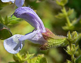 <i>Salvia africana</i> species of plant