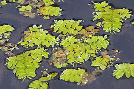 Salvinia natans, Salwinia pływająca (duża), Spirodela polyrrhiza, Spirodela wielokorzeniowa (średnia), Lemna minor, Rzęsa drobna (mała), Oława, Wrocław, 2023-08-11