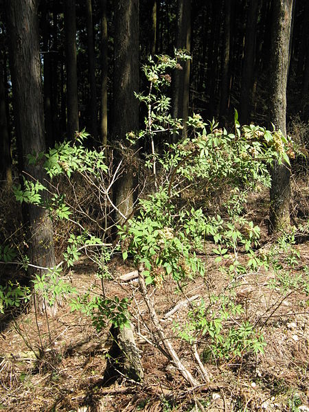 File:Sambucus sieboldiana4.jpg