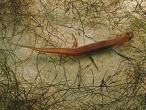Descrizione dell'immagine San Marcos salamander.jpg.