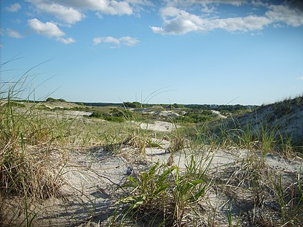 The dunes on Sandy Neck are part of the barrier beach that helps prevent coastal erosion.