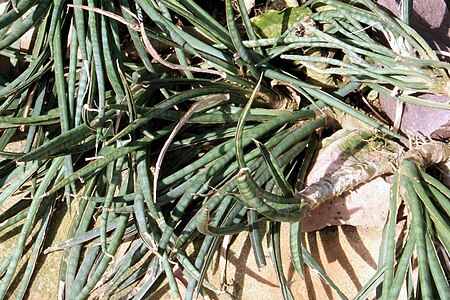 Sansevieria gracilis pmZ.jpg