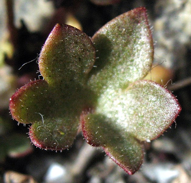 File:Saxifraga cernua leaf upernavik 2007-07-09 cropped.jpg