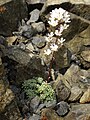 Saxifraga cochlearis 'Minor'