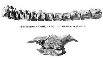 Scaldicetus caretti vertebrae Scaldicetus caretti.jpg