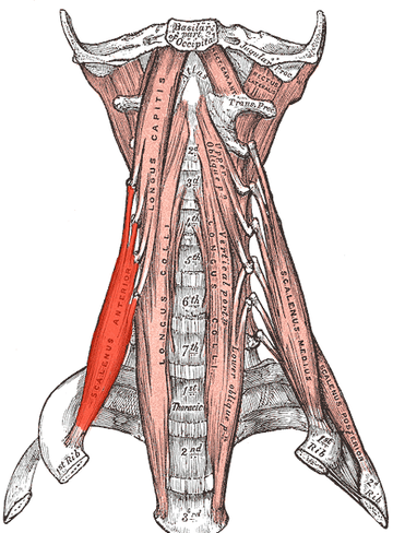 Musculus scalenus anterior