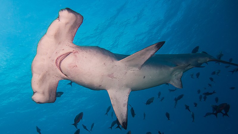 great hammerhead shark vs great white shark