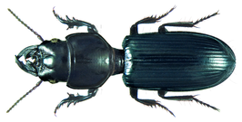 Scarites senegalensis