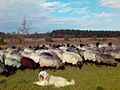 Schafpudel und Herde.jpg