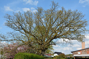 Schleswig-Holstein, Heist, Naturdenkmal 32-02 NIK 3093.JPG