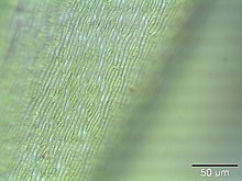 Lamina, magnification: 400x Scleropodium purum lamina.jpeg