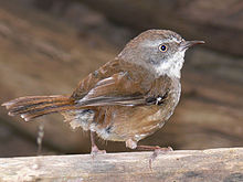 Scrub wren for wiki.jpg