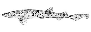 Scyliorhinus haeckelii(MIRANDA RIBEIRO,1907).jpg