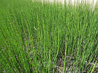 Sea grasses near beach along Pacific Ocean