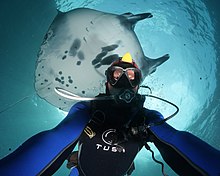 giant manta ray in bali - IAmInLoveWithNature
