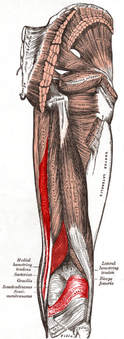 Semimembranosus muscle.PNG