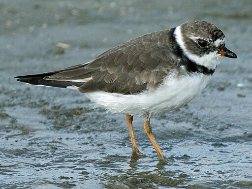 Semipalmated Plover (Charadrius semipalmatus) RWD3