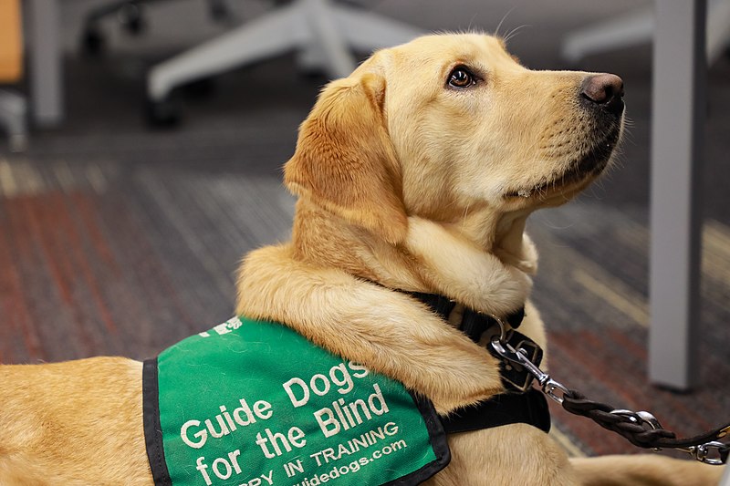 File:Service dogs 20181212-Library-52 (46753606291).jpg