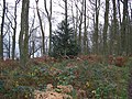 Shore Wood - geograph.org.uk - 1242630.jpg