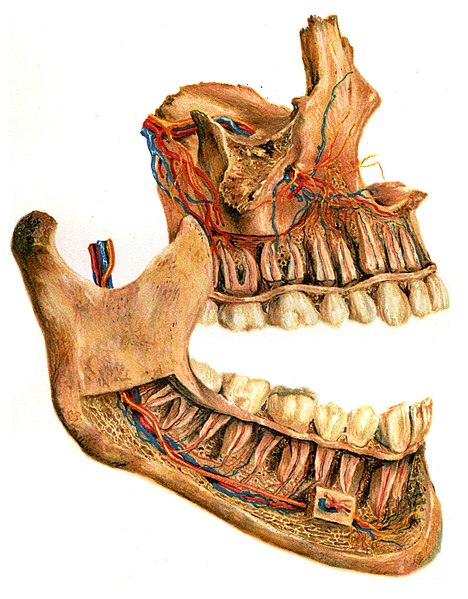 File:Siebert 12 (jaws).jpg