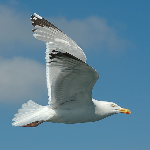 File:Silbermöwe (Larus argentatus) im Flug (2007).jpg