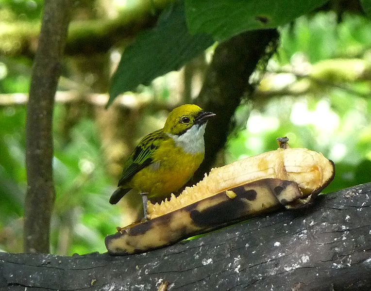 File:Silvery-throated Tanager. Tangara icterocephala - Flickr - gailhampshire.jpg