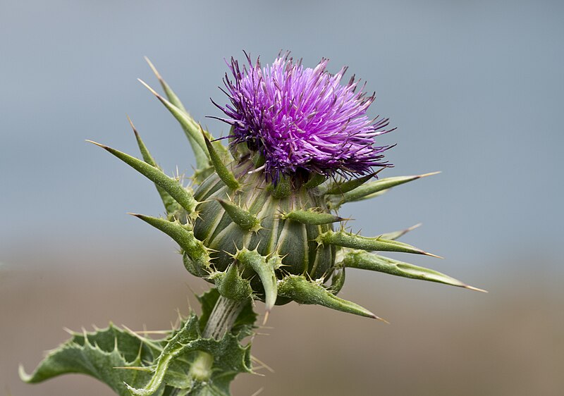 File:Silybum marianum - Adana 05.jpg