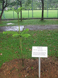 <i>Eurycoma longifolia</i> Species of flowering plant