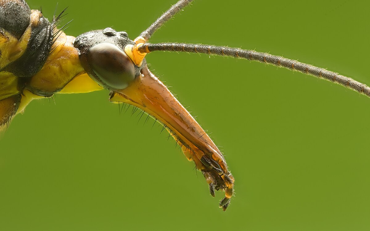 Skorpionsfliege Panorpa communis head.jpg