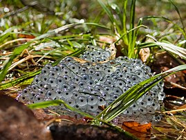 Œufs de grenouille dans une frayère de Beskid Makowski, en Pologne. (définition réelle 2 201 × 1 651)