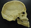 Skull - midsaggital section P.2005.jpg