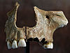 Skull of Gough's Cave.jpg