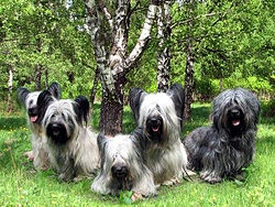 Skye Terriers Skyeterriers.jpg