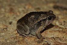Štíhlá číslice Chorus Frog (Kaloula picta) .jpg