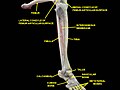Knee, tibiofibular and ankle joints.Deep dissection. Anterolateral view.