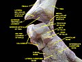 Ankle joint. Deep dissection.