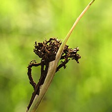 Sulfato de cobre(II) pentahidratado - Wikipedia, la enciclopedia libre