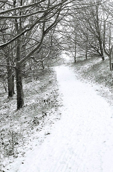 File:Snow covered path through woods in The Lawn park - geograph.org.uk - 1481215.jpg