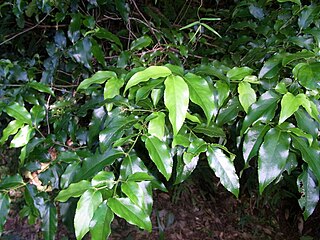 <i>Daphnandra melasmena</i> Species of tree