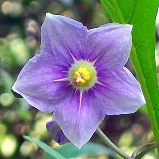 <i>Solanum aviculare</i> species of plant