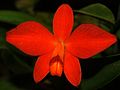 Cattleya coccinea