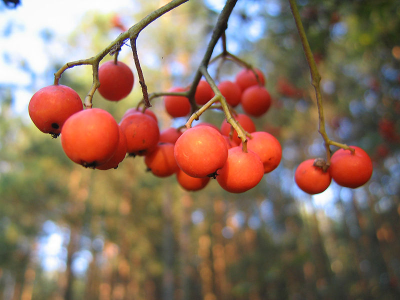 File:Sorbus berries.jpg