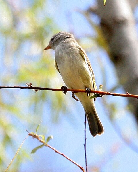 File:Southern Beardless Tyrannulet.jpg