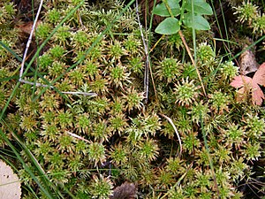 Sphagnum wulfianum.jpg