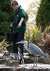 Seeking food from a zoo penguin enclosure Spheniscus humboldti -Birdworld, Farnham, Surrey, England -zoo keeper-8a.jpg