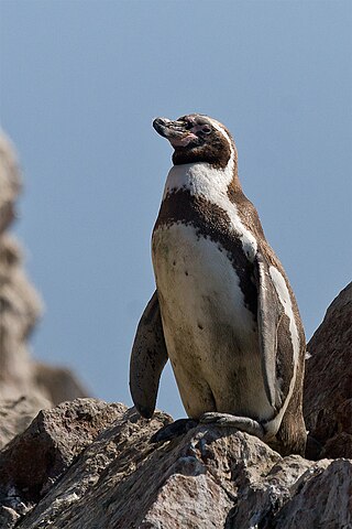 <span class="mw-page-title-main">Humboldt penguin</span> Species of bird